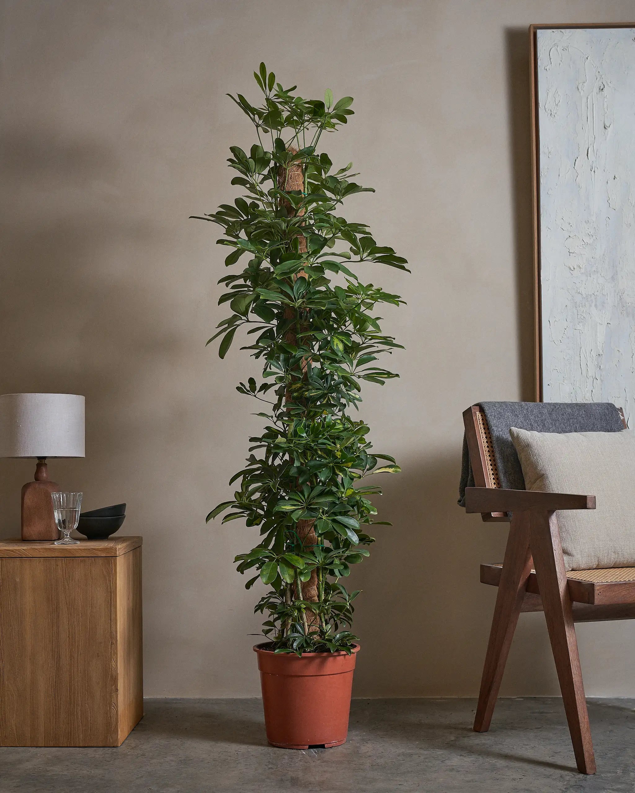 Umbrella-Tree-140cm-Nursery-Pot-Default-Plntd-Lifestyle-8