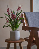 Valentine Orchid-60cm-Circle-Cement Grey-Plntd-Lifestyle