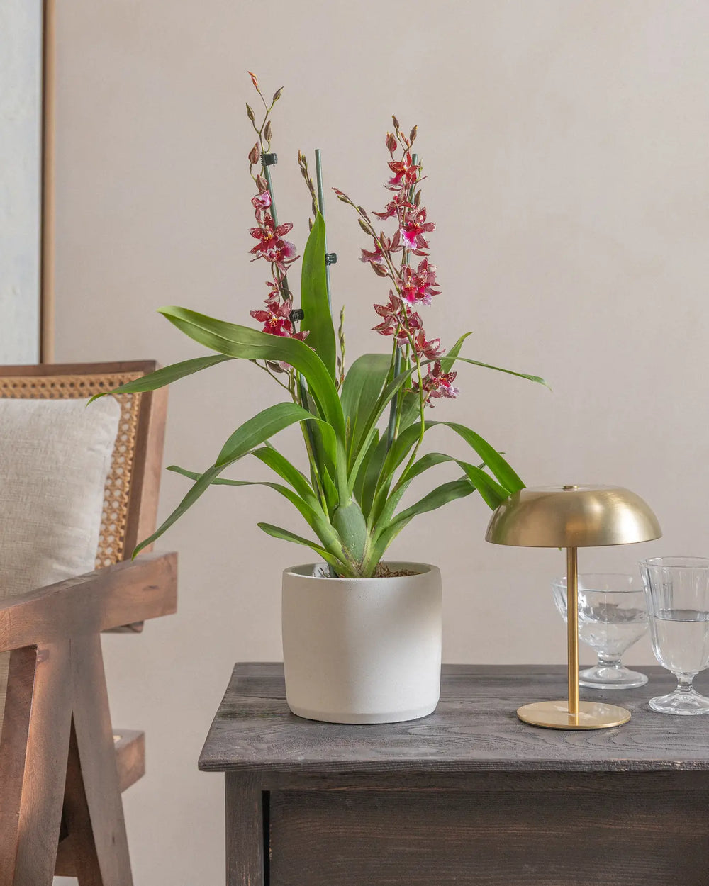 Valentine-Orchid-60cm-Circle-Chalk-White-Plntd-Lifestyle_66fb7d28