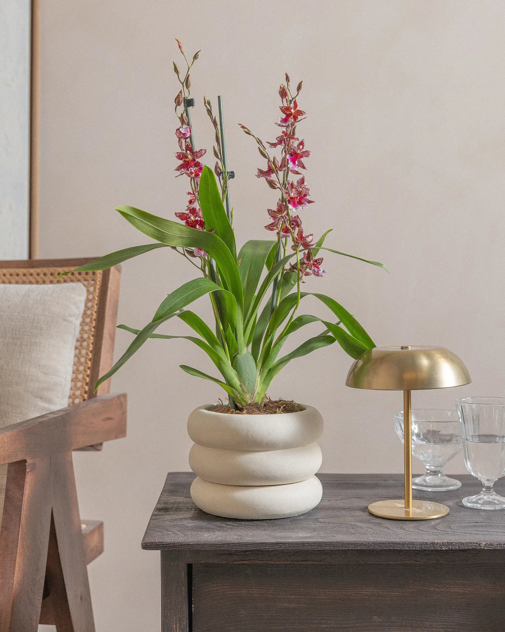 Valentine-Orchid-60cm-Meyer-Chalk-White-Plntd-Lifestyle-10