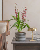 Valentine-Orchid-60cm-Meyer-Ember-Plntd-Lifestyle-6