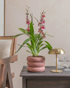 Valentine-Orchid-60cm-Meyer-Old-Red-Plntd-Lifestyle-8