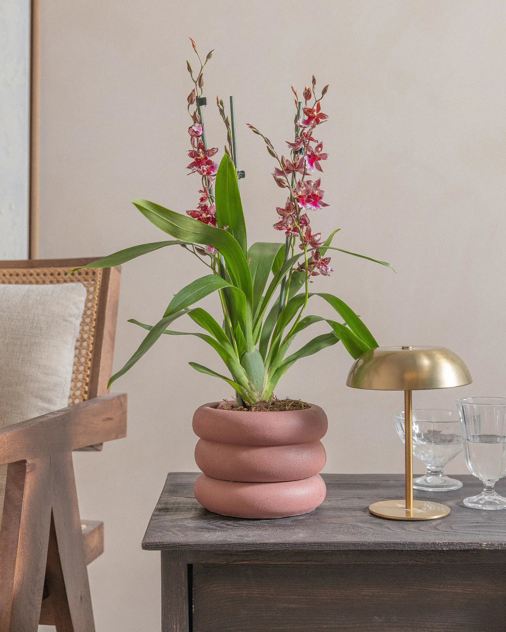 Valentine-Orchid-60cm-Meyer-Old-Red-Plntd-Lifestyle-8