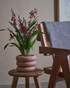 Valentine Orchid-60cm-Meyer-Rose Pink-Plntd-Lifestyle