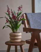 Valentine Orchid-60cm-Meyer-Sand-Plntd-Lifestyle