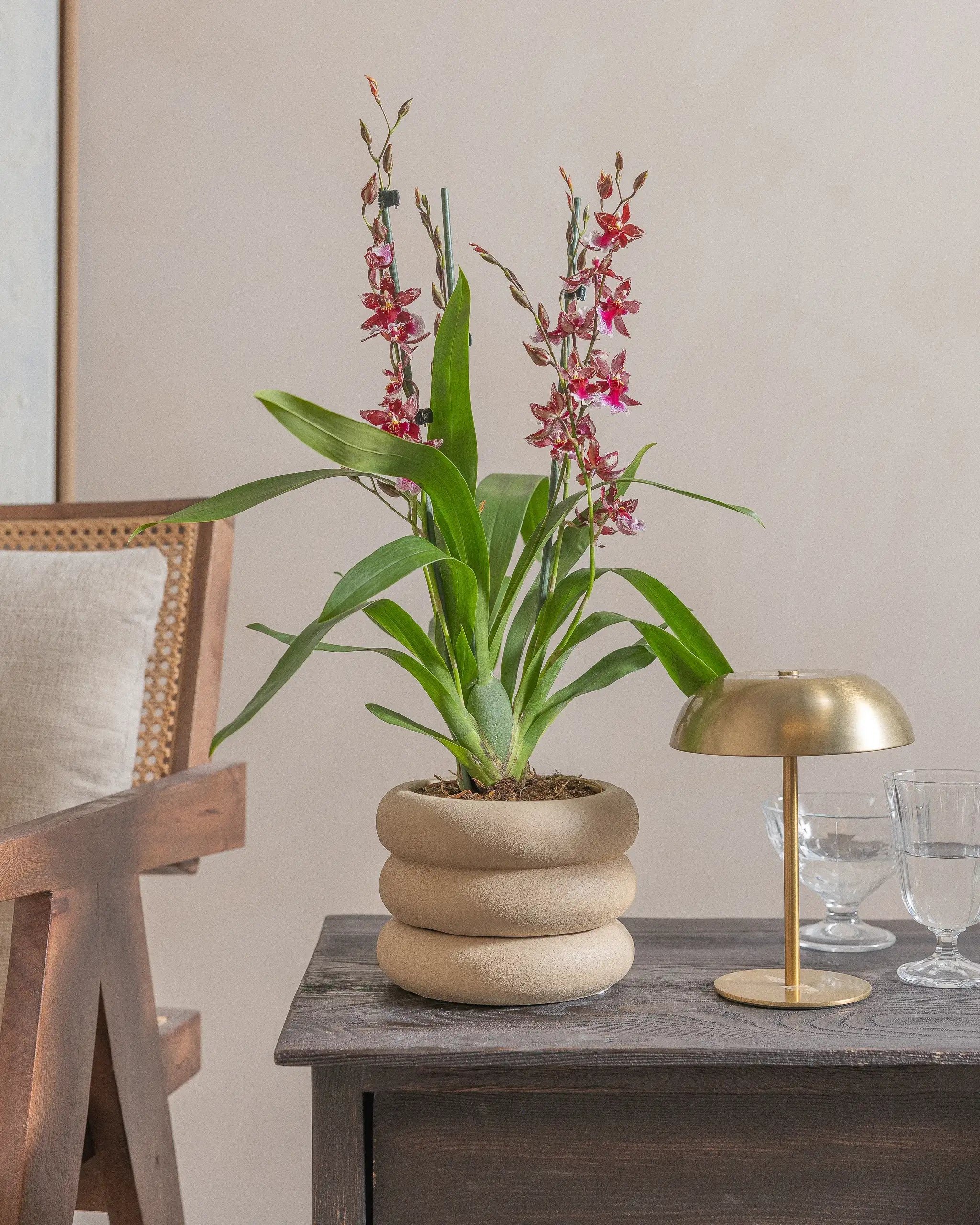 Valentine-Orchid-60cm-Meyer-Sand-Plntd-Lifestyle-7