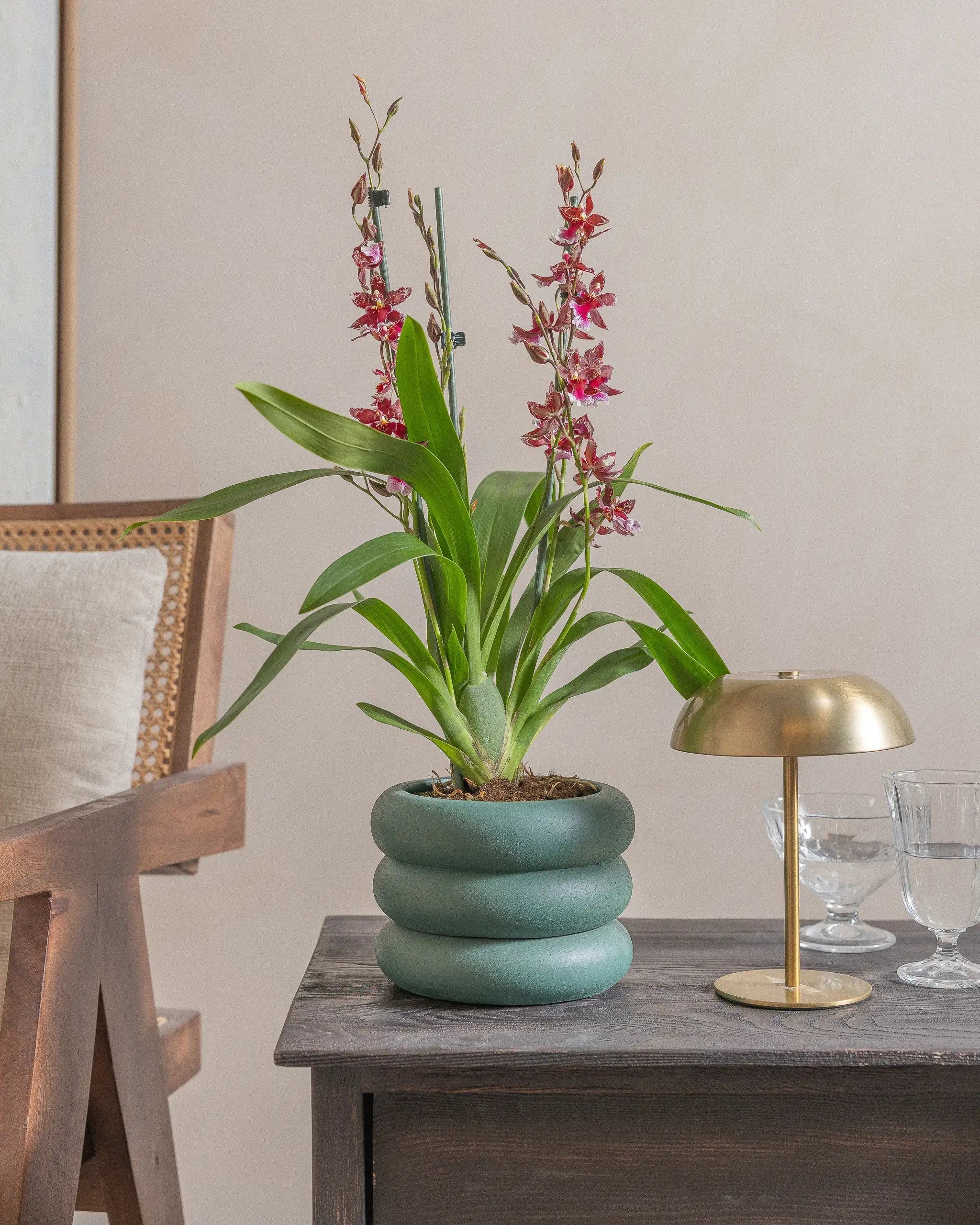 Valentine-Orchid-60cm-Meyer-Slate-Green-Plntd-Lifestyle-11