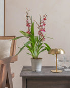 Valentine-Orchid-60cm-Nursery-Pot-Default-Plntd-Lifestyle-5