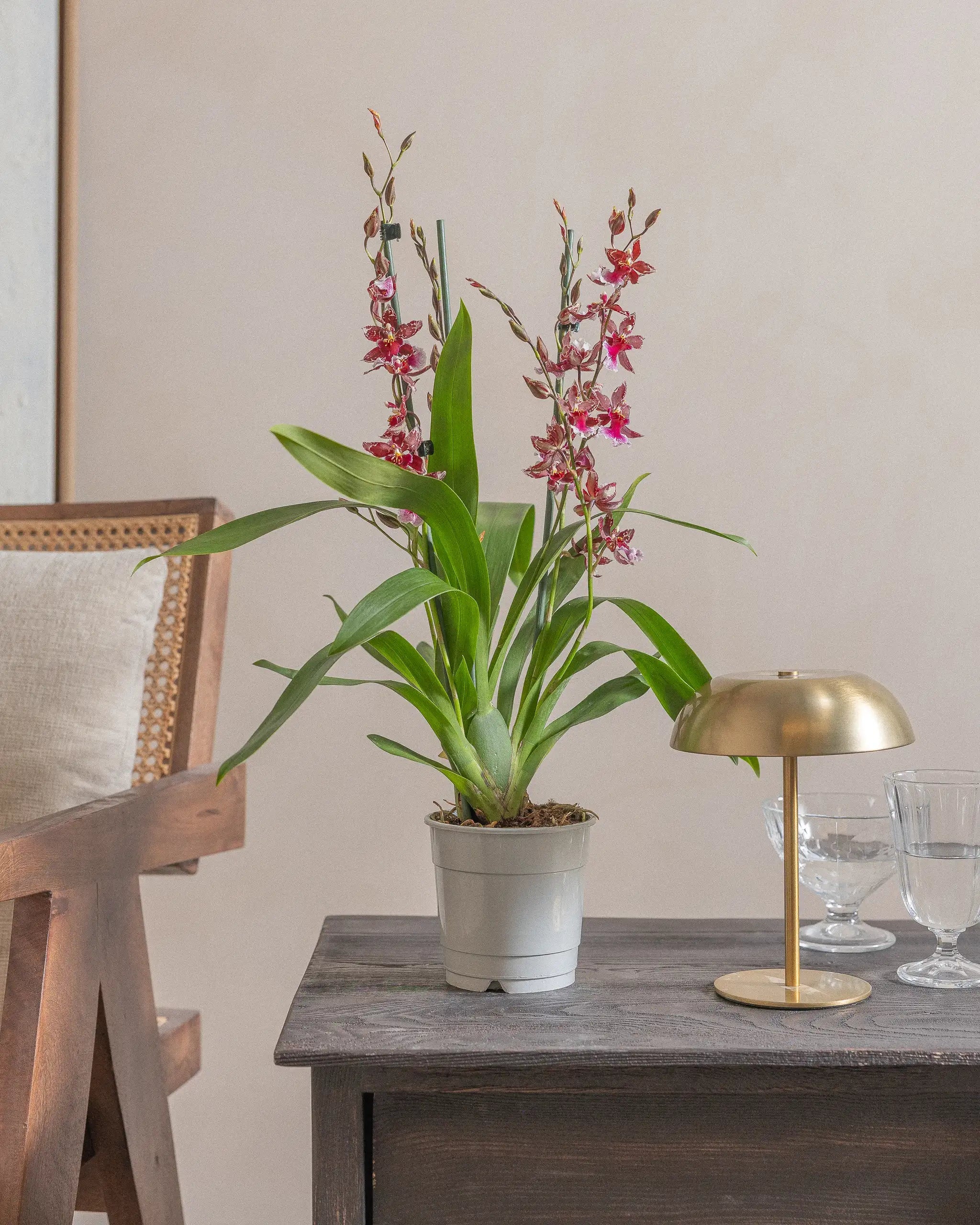 Valentine-Orchid-60cm-Nursery-Pot-Default-Plntd-Lifestyle-5