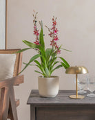 Valentine-Orchid-60cm-Round-Chalk-White-Plntd-Lifestyle-19