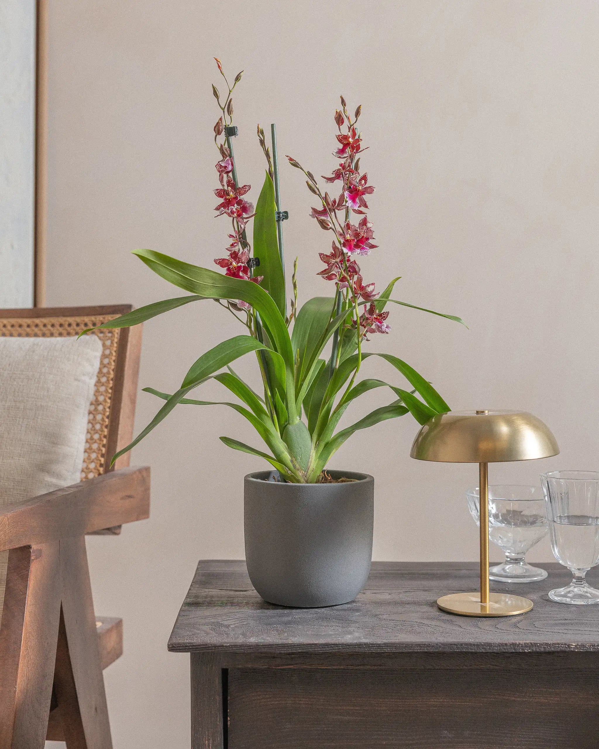 Valentine-Orchid-60cm-Round-Ember-Plntd-Lifestyle-18