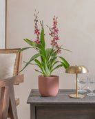 Valentine-Orchid-60cm-Round-Old-Red-Plntd-Lifestyle-22