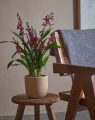 Valentine Orchid-60cm-Round-Sand-Plntd-Lifestyle