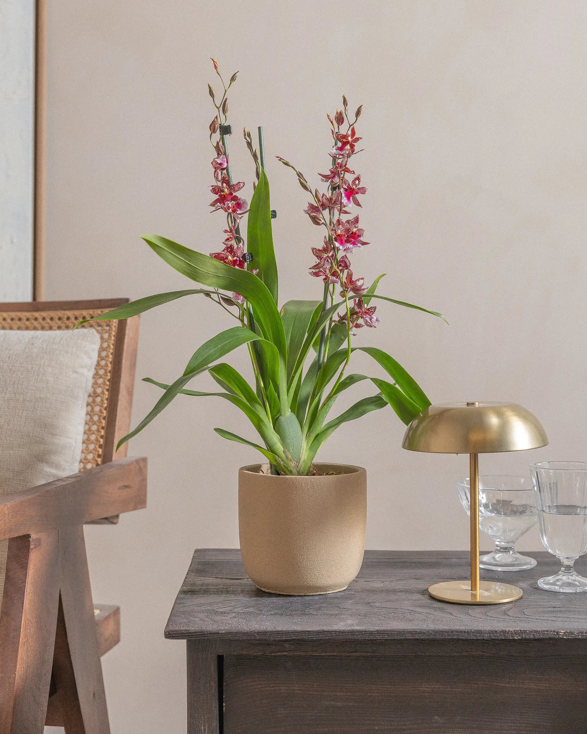 Valentine-Orchid-60cm-Round-Sand-Plntd-Lifestyle-21