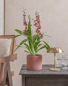 Valentine-Orchid-60cm-Runic-Old-Red-Plntd-Lifestyle-25