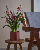 Valentine Orchid-60cm-Runic-Old Red-Plntd-Lifestyle