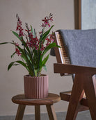 Valentine Orchid-60cm-Runic-Rose Pink-Plntd-Lifestyle