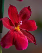 Valentine-Orchid-Plntd-Macro-24