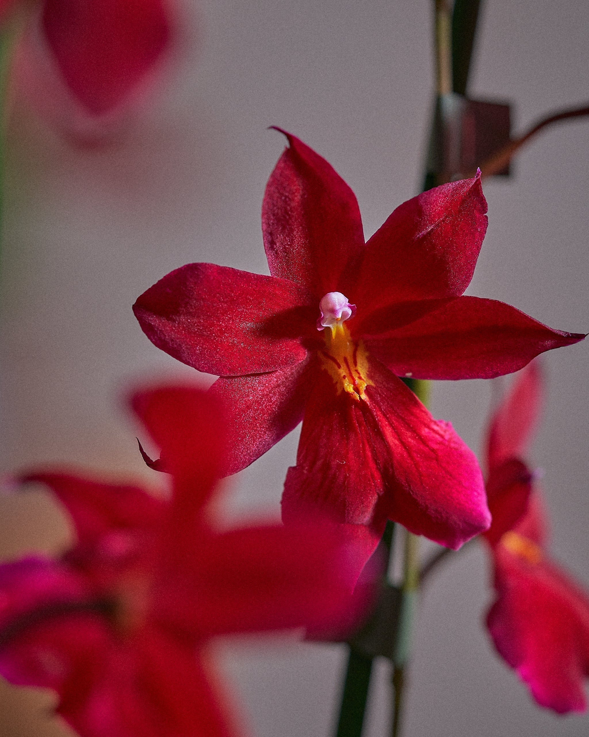 Valentine-Orchid-Plntd-Macro-25