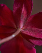 Valentine-Orchid-Plntd-Macro-26