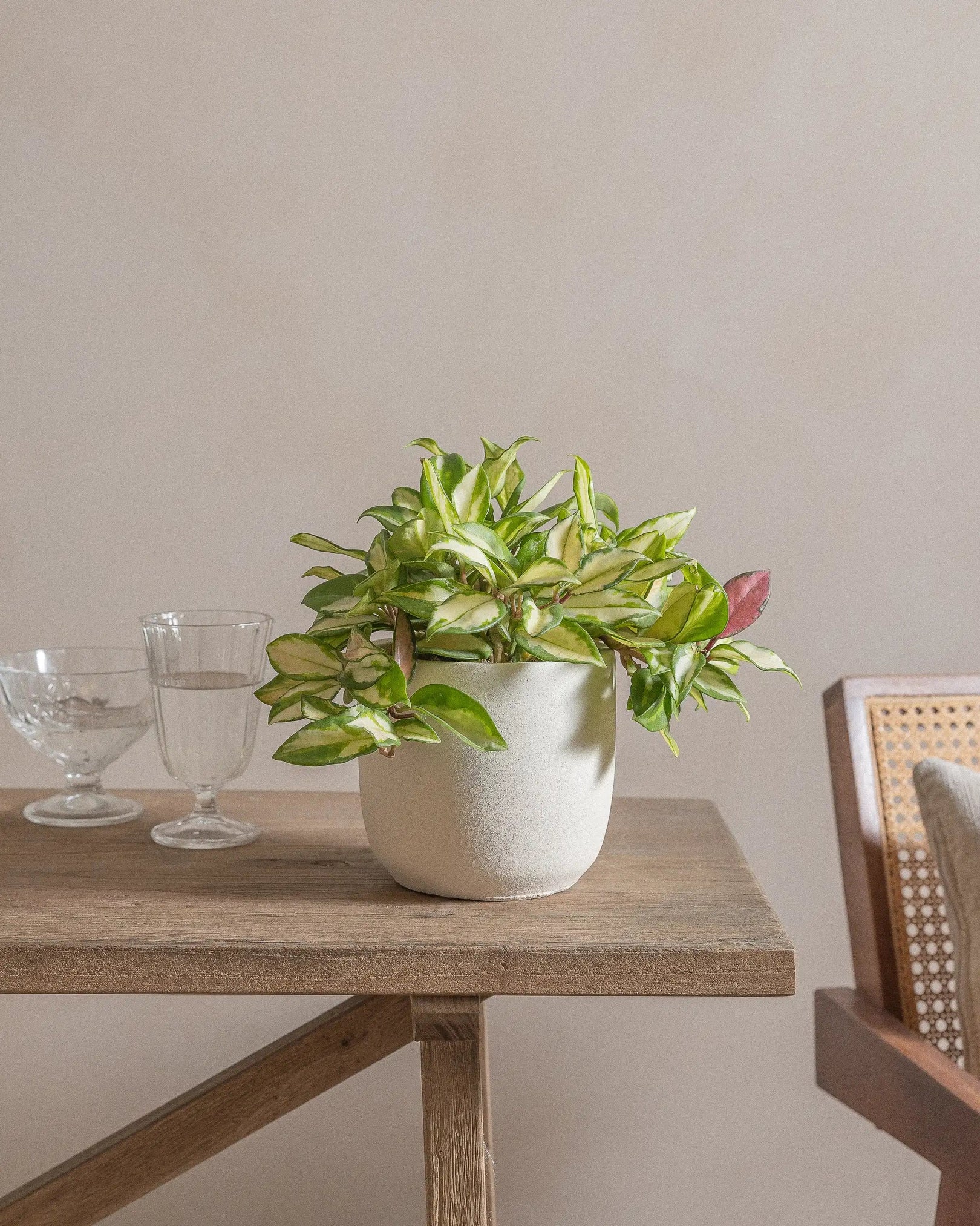 Potted plant on a wooden table with two empty glass cups.