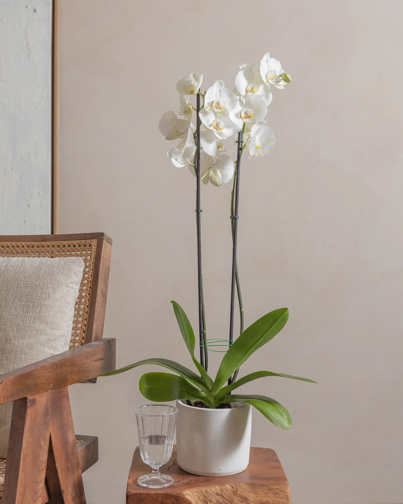 White-Orchid-60cm-Circle-Chalk-White-Plntd-Lifestyle_1d9a2458