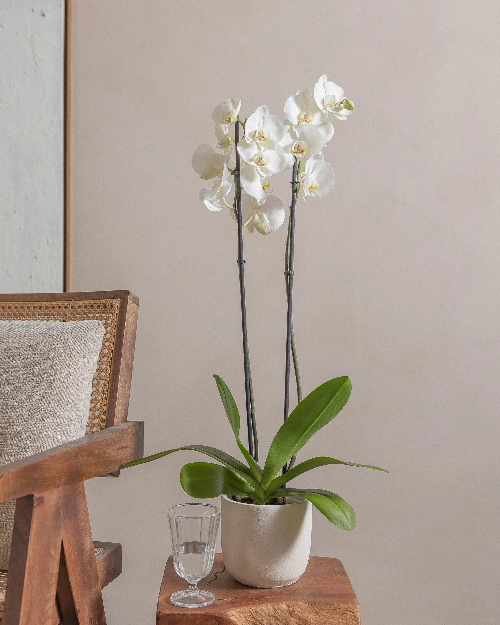 White orchids in a pot beside a wooden chair and a glass of water.