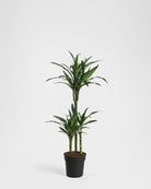 White Stripe Dragon Tree-120cm-Nursery Pot-Nursery Pot-Plntd-Seamless