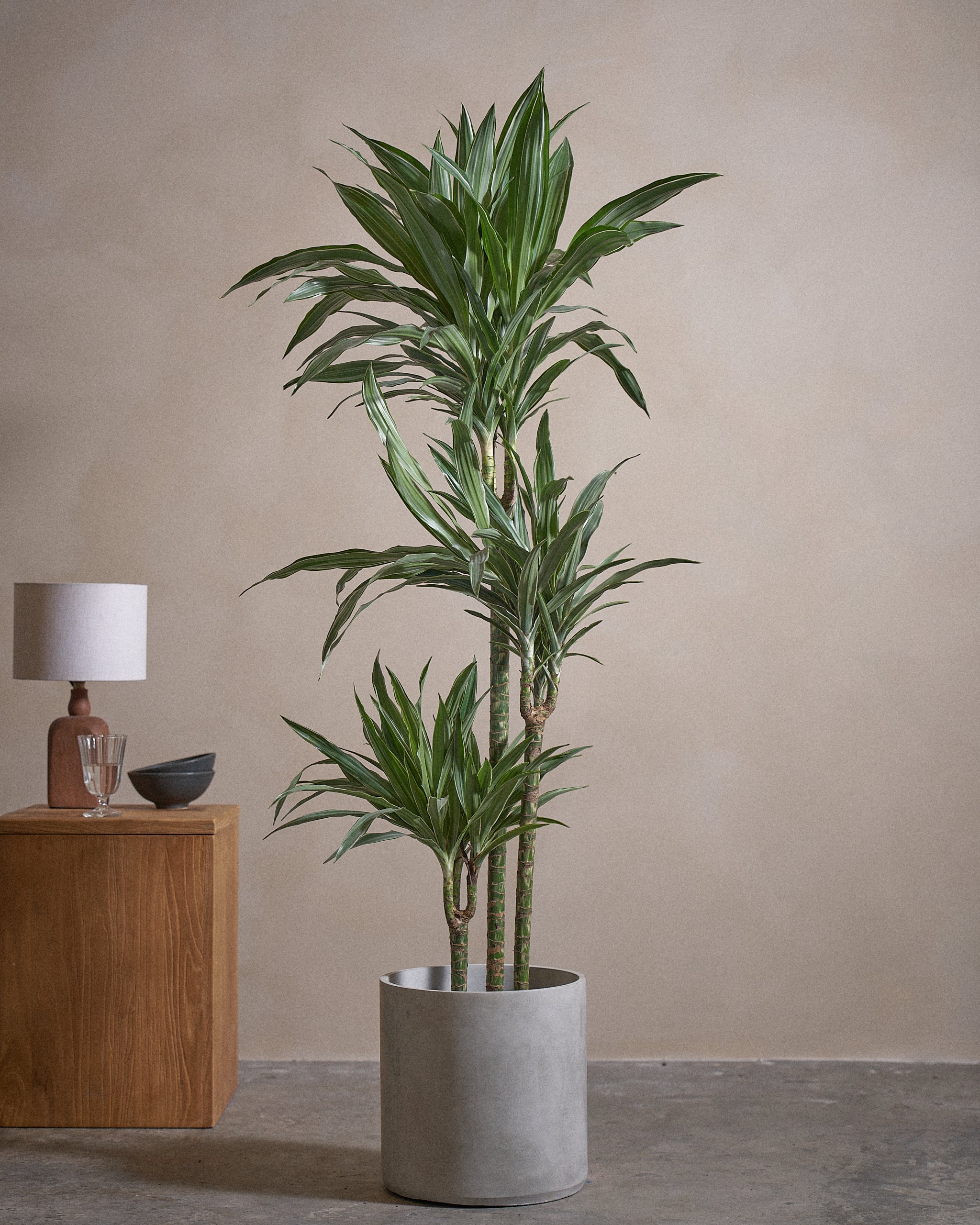 White-Stripe-Dragon-Tree-150cm-Circle-Cement-Grey-Plntd-Lifestyle-12