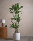 White Stripe Dragon Tree-150cm-Circle-Chalk White-Plntd-Lifestyle