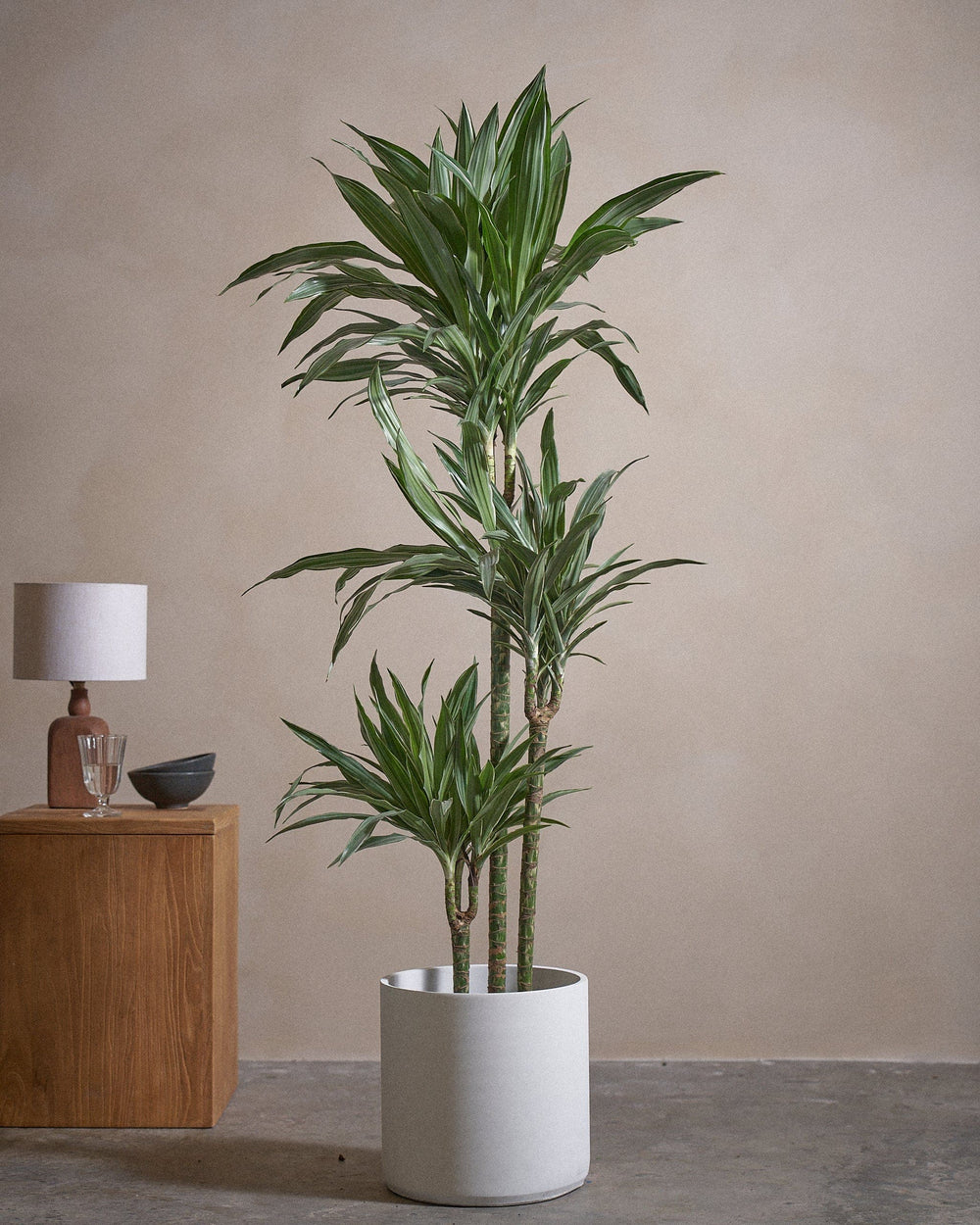 White-Stripe-Dragon-Tree-150cm-Circle-Chalk-White-Plntd-Lifestyle-11