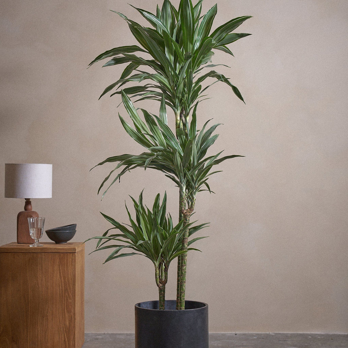 Dracaena Warneckei - Indoor Potted Plant | Plntd