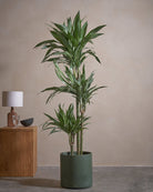 White Stripe Dragon Tree-150cm-Circle-Olive Green-Plntd-Lifestyle
