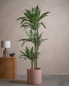 White Stripe Dragon Tree-150cm-Circle-Rose Pink-Plntd-Lifestyle