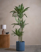 White Stripe Dragon Tree-150cm-Circle-Teia Blue-Plntd-Lifestyle