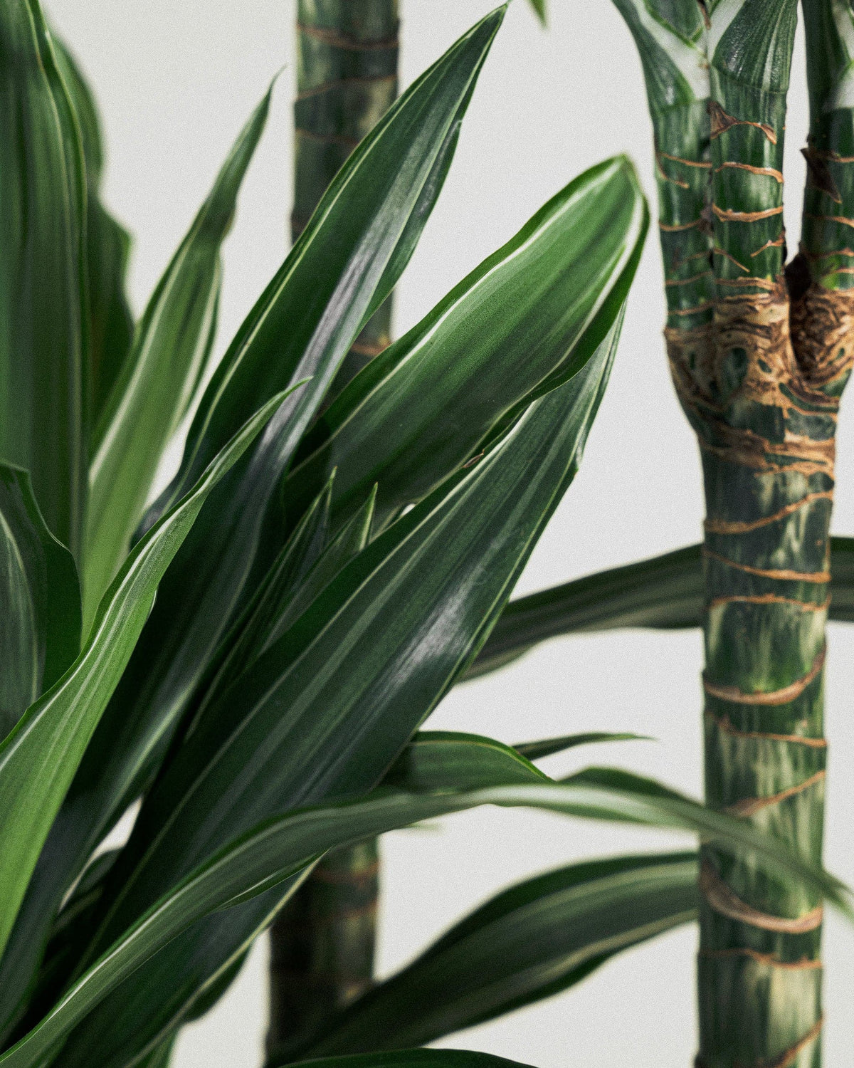 Dragon Tree Care Plntd