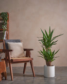 Yucca-Tree-100cm-Circle-Chalk-White-Plntd-Lifestyle