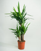 Yucca-Tree-100cm-Nursery-Pot-Nursery-Pot-Plntd-Seamless-9