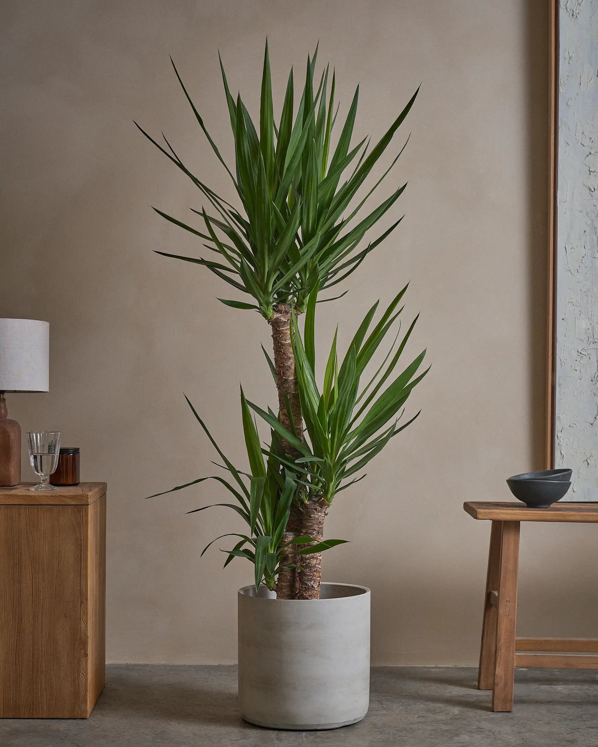 Yucca-Tree-140cm-Circle-Cement-Grey-Plntd-Lifestyle-18