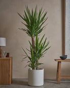 Yucca-Tree-140cm-Circle-Chalk-White-Plntd-Lifestyle-14