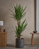 Yucca-Tree-140cm-Circle-Charcoal-Black-Plntd-Lifestyle-19