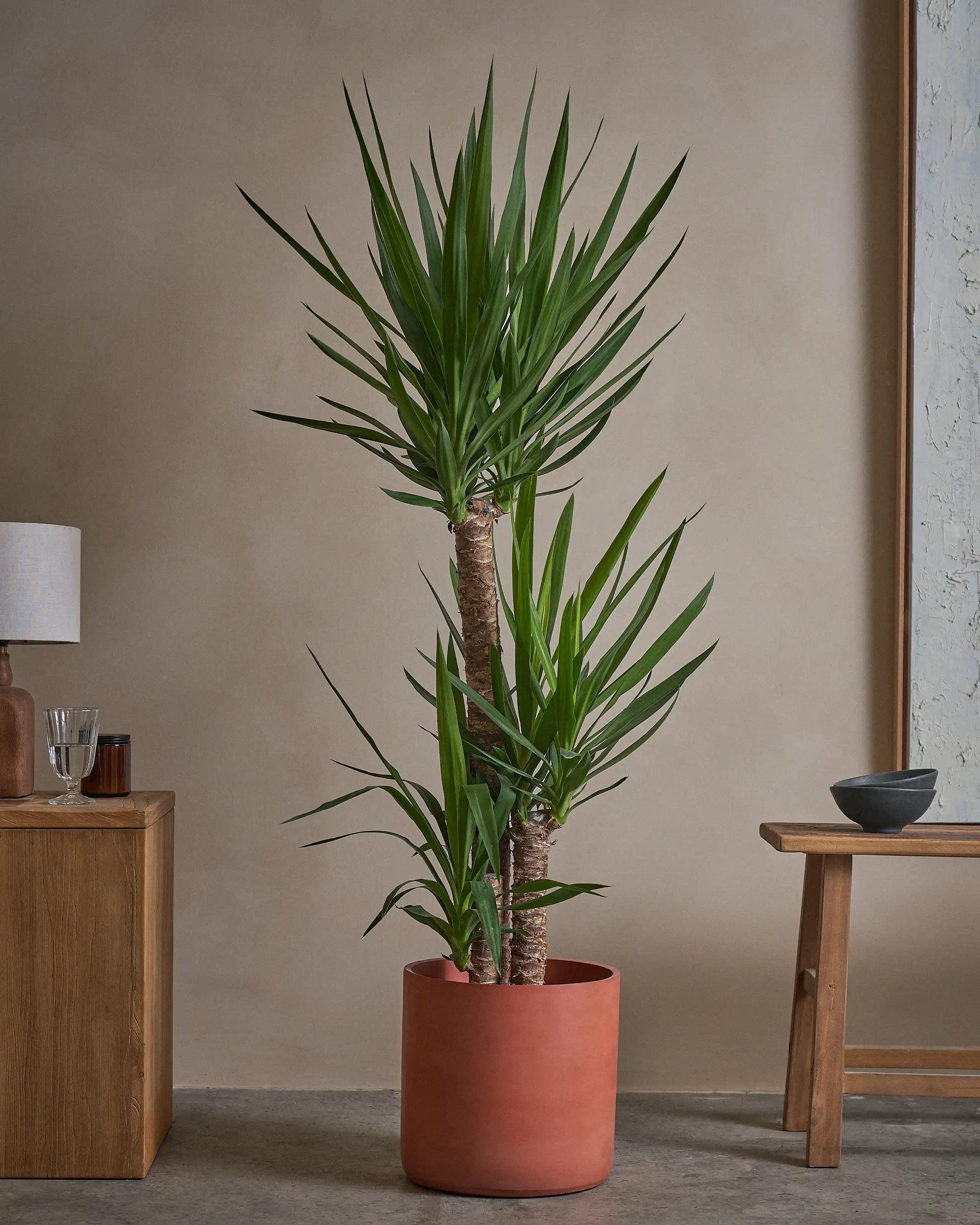 Yucca-Tree-140cm-Circle-Corvan-Red-Plntd-Lifestyle-16