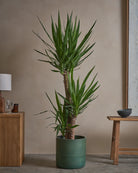 Yucca-Tree-140cm-Circle-Olive-Green-Plntd-Lifestyle