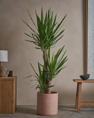 Yucca-Tree-140cm-Circle-Rose-Pink-Plntd-Lifestyle-17