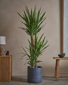 Yucca-Tree-140cm-Circle-Teia-Blue-Plntd-Lifestyle-15