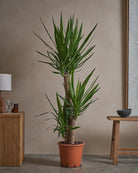 Yucca-Tree-140cm-Nursery-Pot-Default-Plntd-Lifestyle-20