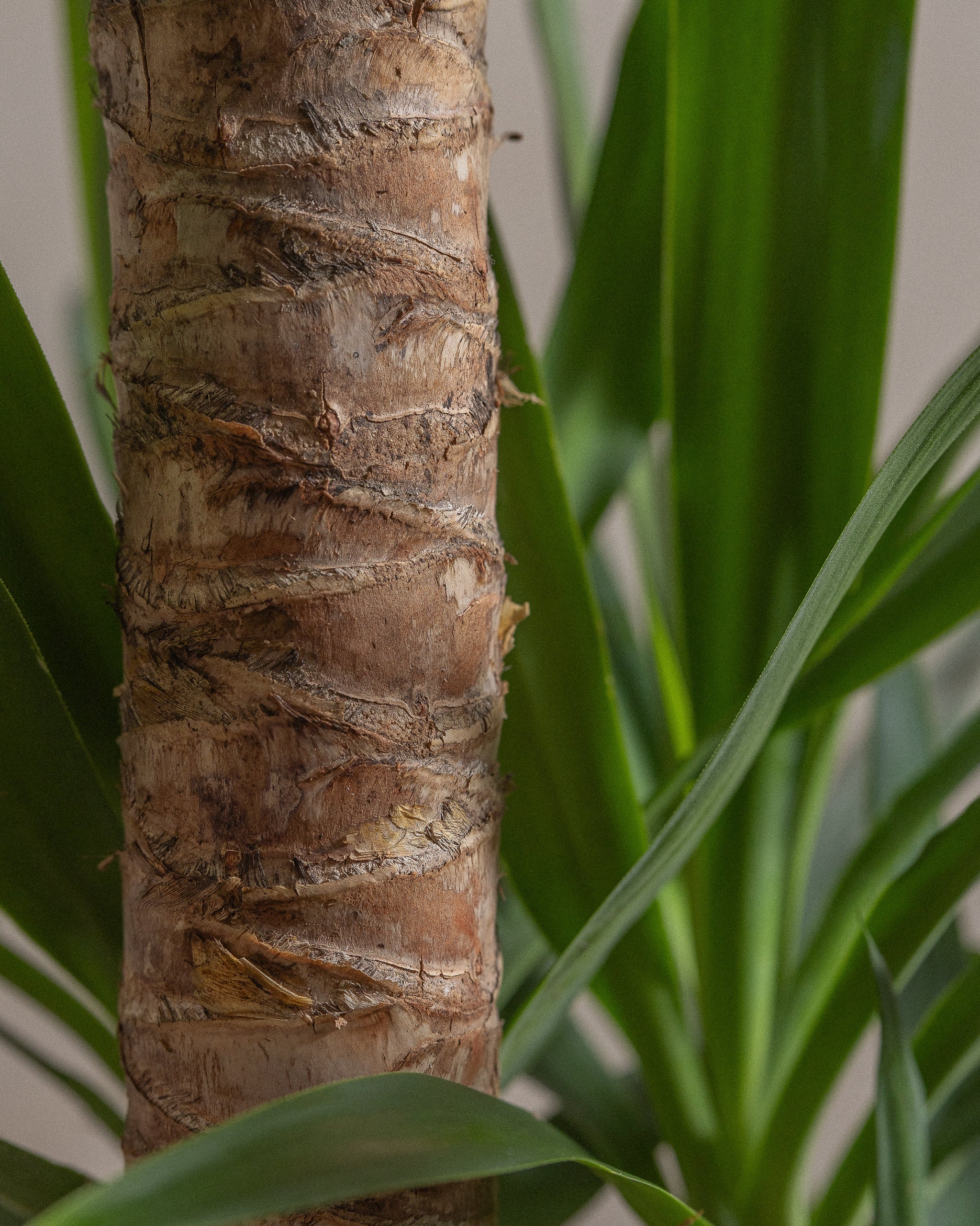 Yucca-Tree-Plntd-Macro-9