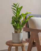 ZZ-Plant-40cm-Circle-Cement-Grey-Plntd-Lifestyle-15