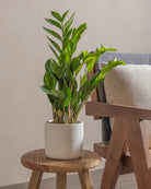 ZZ-Plant-40cm-Circle-Chalk-White-Plntd-Lifestyle-55