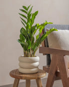 ZZ-Plant-40cm-Meyer-Chalk-White-Plntd-Lifestyle-25